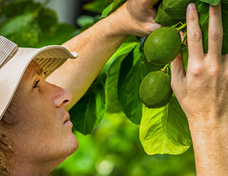 Gardener pruining lime tree